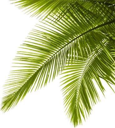 palm tree leaf