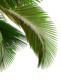 palm tree leaf